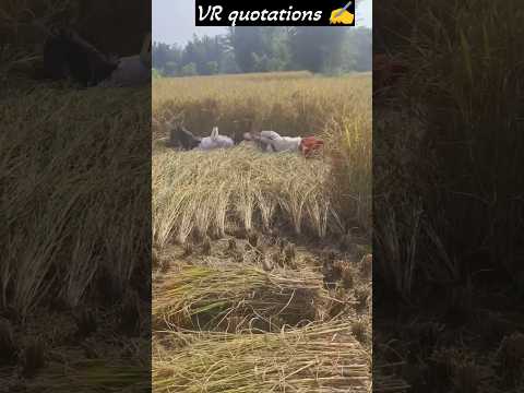 కష్టం చేసే వాడికి చాలా తెలివితేటలు ఉంటాయి #real #telugu #pottidayikadammosong #devinavaratri #duet