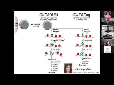 Genome-wide Mapping of Protein-DNA Interaction Dynamics