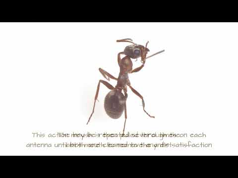 Why Ants Clean Themselves like Cats