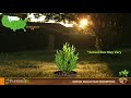 Green Mountain Boxwood | Green Mountain Boxwood for Sale | PlantingTree™