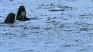 Pilot Whales in Trouble - Hebrides: Islands on the Edge - Episode 3 Preview - BBC Two