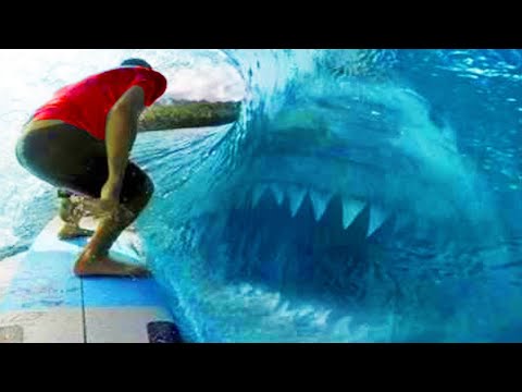 Megalodons Caught On Camera & Spotted In Real Life!
