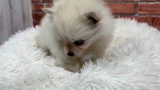 ハーフ犬の動画01