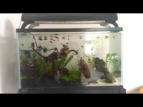 Aquascape simpel tp mantap