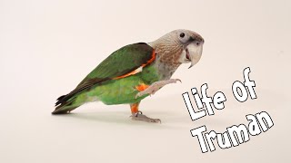 Life of Truman the Cape Parrot