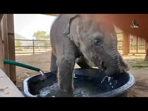 Baby Elephant Pee Mai First Time In The Bathtub
