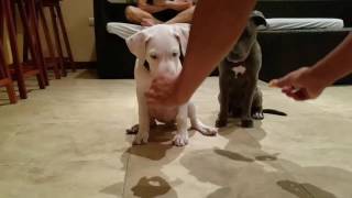 Training 2 pitbull puppies to wait.