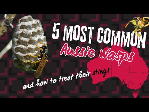 Die 5 häufigsten Wespen in Australien und wie man ihre Stiche behandelt