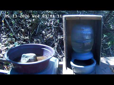Live Webcam View - Bird water trough in Tecpán Guatemala, Chimaltenango