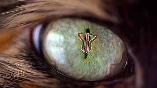 Smash Into Pieces - Animal (MUSIC VIDEO)