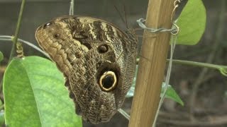 preview picture of video 'Neotropical Butterfly Park Suriname'