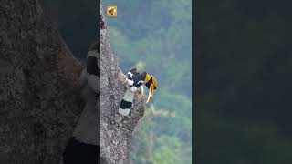 Great Hornbill (Great Hornbill In A Tropical Forest China)