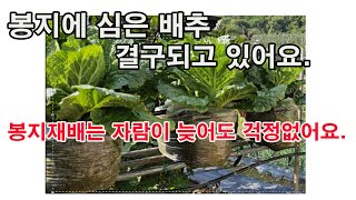 봉지에 심은 배추 결구되고 있어요. 봉지 재배는 자람이 늦어도 추위 걱정 없어요.(작물 봉지 재배, 배추 봉…