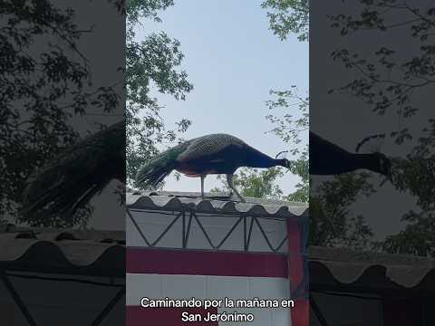 #pavoreal #colombia #sanjerónimo #feliz #caminata caminata por la mañana en San Jerónimo, Antioquia