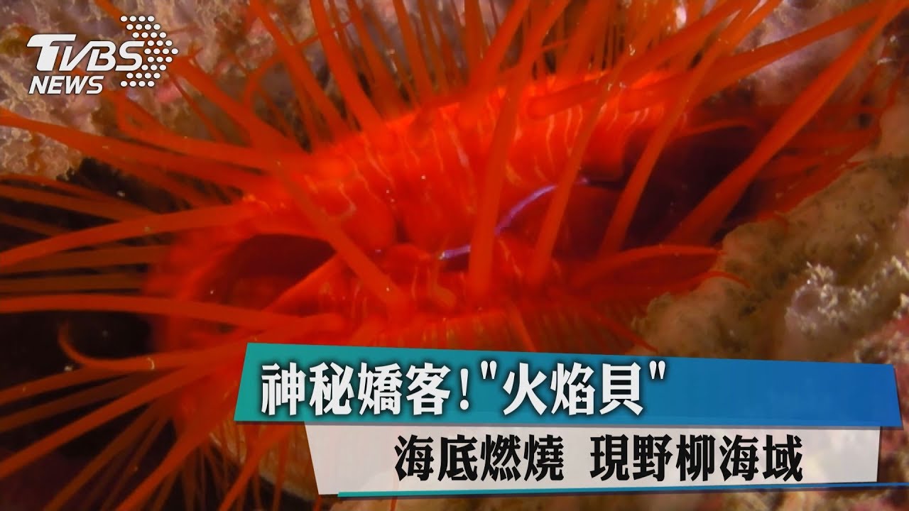 神秘嬌客!「火焰貝」海底燃燒 現野柳海域