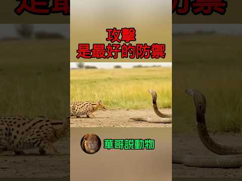 藪貓笑對眼鏡蛇：你還有什麼招數趕緊使出來⋯#wildanimals #animals #snake #華哥説動物 #動物 #wildlife
