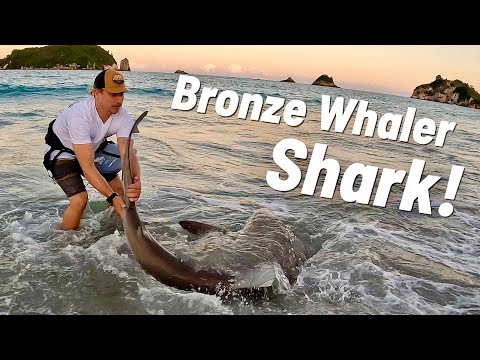 SHARK FISHING!!! from a beach in NEW ZEALAND . BIG BRONZY (Episode 75)