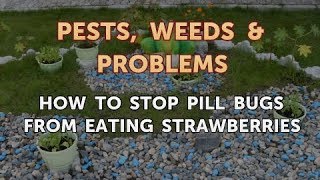 How to Stop Pill Bugs From Eating Strawberries