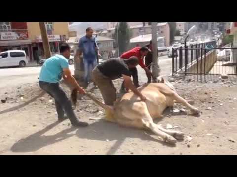 Mezbahada Kaçan Boğa Ortalığı Bir Birine Kattı