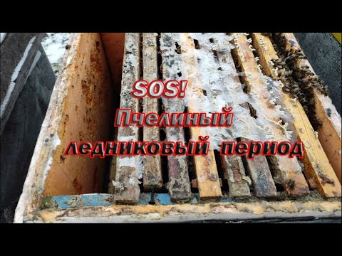 Пчеловодство. Экстренная замена холстиков во время зимовки. Спасаю пчёл от ледникового периода.