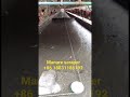 Automatic Manure scraper: not need to under cage remove the waste. +86 18831186192 +2348039848105