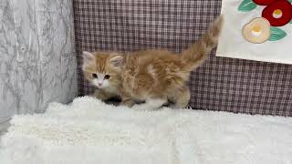 サイベリアンの動画01