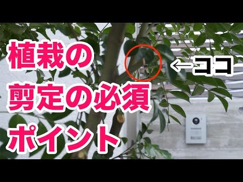 庭の果樹園で6月にどの木を剪定するか 開花結実を促進するために青リンゴの木桜梅の木に剪定する