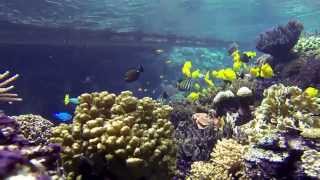 Wunderwelt der Korallen