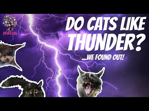 Do cats like thunderstorms? Our cat's reaction to thunder and lightning