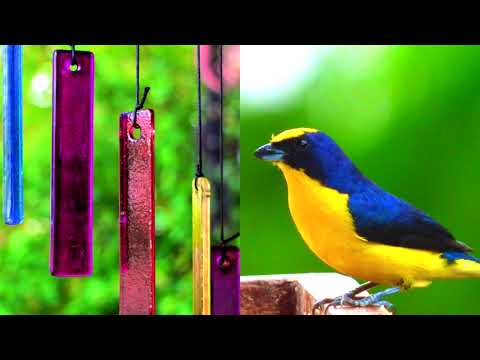 Small Wind Chime and Birds | Relaxation Sounds | 10 hours