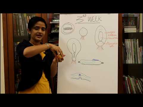 GENERAL EMBRYOLOGY - THE THIRD WEEK OF HUMAN DEVELOPMENT - DR ROSE JOSE MD DNB MNAMS