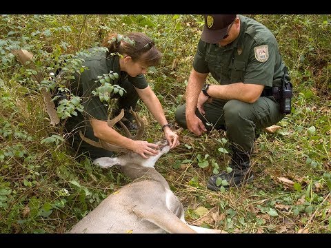 EHD Virus in Deer: How to Detect and Report