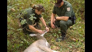 EHD Virus in Deer: How to Detect and Report