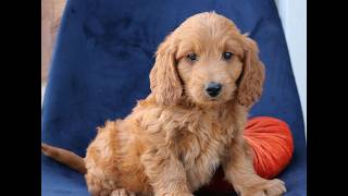 Video preview image #1 Goldendoodle (Miniature) Puppy For Sale in NARVON, PA, USA