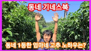 동네 1등한 엄마네고추 노하우는? 고추재배방법 고추키우기 귀농귀촌 전원일기,주말농장,텃밭