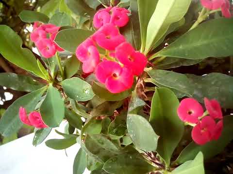 My Euphorbia milii "Crown of thorns" in blossom + Care basics