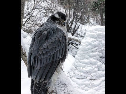 Northern Goshawk- ghost of the forest