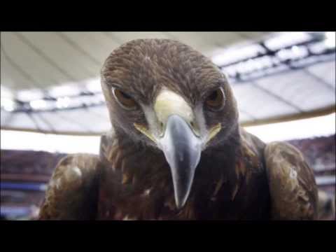 Schwarz Weiß wie Schnee - Eintracht Frankfurt Hymne
