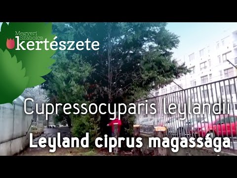 , title : 'Cupressocyparis leylandii/Leyland ciprus: mekkorára nő? Leyland ciprus magassága'