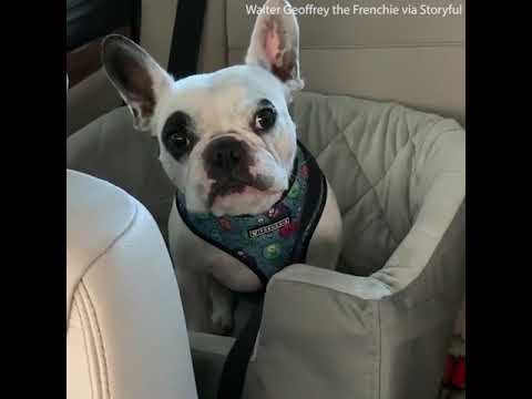 Frenchie arguing with his owner. ll Walter geoffrey the french bulldog ll