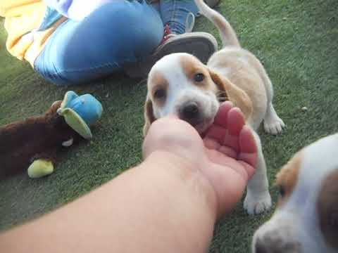 Mumble at 7 weeks of age, very sweet lemon and white boy