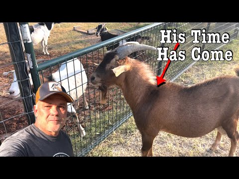 , title : 'Breeding Season Is Here For The Goats | Buck Meet Doe'