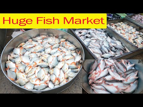 Huge Fish Distribution Site | Chbar Ampov Market | Phnom Penh 2023 | Cambodia 2023 | Food Market