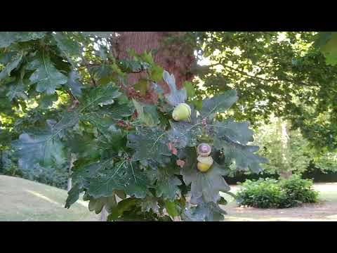 Eiche (Waldbäume bestimmen für Jagdprüfung BW)