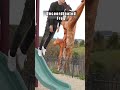 How different animals go down a slide. 😂 Part 1