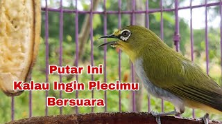 Download lagu Pleci Bustomi Ngalas Khusus Untuk Pancingan Pleci Bahan Dan Macet Bunyi mp3 Download lagu Pleci Bustomi Ngalas Khusus Untuk Pancingan Pleci Bahan Dan Macet Bunyi mp3