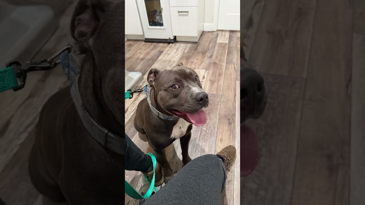 Enlarge Benny, a Adoptable mixed breed in Roseville, CA video 4/6