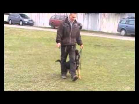 Extreme Orex Aykmar - 8 months - defence