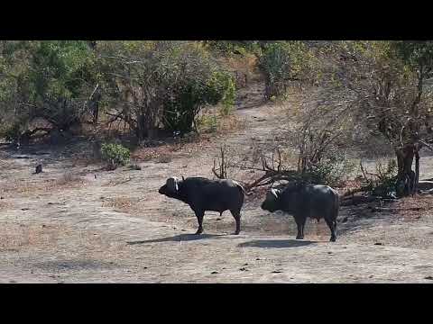 Djuma: Two African Buffalo get a drink at the pan - 10:24 - 07/24/19