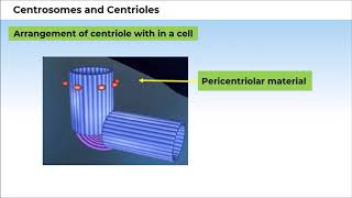 6. 11B08.5 CV3 Centrosomes and Centrioles